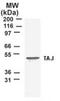 TNF Receptor Superfamily Member 19 antibody, PA1-41061, Invitrogen Antibodies, Western Blot image 
