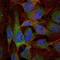 Nuclear Factor Kappa B Subunit 1 antibody, NBP2-22178, Novus Biologicals, Immunofluorescence image 