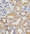 Von Willebrand Factor antibody, M00270-2, Boster Biological Technology, Immunohistochemistry paraffin image 