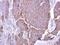 ADAM Metallopeptidase Domain 17 antibody, PA5-27395, Invitrogen Antibodies, Immunohistochemistry paraffin image 