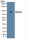 TANK Binding Kinase 1 antibody, LS-C373563, Lifespan Biosciences, Western Blot image 