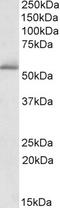 REL Proto-Oncogene, NF-KB Subunit antibody, 42-533, ProSci, Enzyme Linked Immunosorbent Assay image 