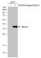 NK2 Homeobox 2 antibody, GTX133212, GeneTex, Western Blot image 