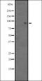 BTB Domain And CNC Homolog 2 antibody, orb335271, Biorbyt, Western Blot image 