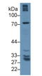 Gamma-Glutamyltransferase 5 antibody, LS-C373231, Lifespan Biosciences, Western Blot image 