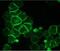 Neural Cell Adhesion Molecule 1 antibody, NBP1-97717, Novus Biologicals, Immunohistochemistry frozen image 