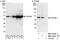 Family With Sequence Similarity 76 Member B antibody, NBP1-78757, Novus Biologicals, Western Blot image 