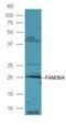 Cordon-Bleu WH2 Repeat Protein antibody, orb2409, Biorbyt, Western Blot image 