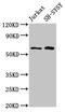 BORA Aurora Kinase A Activator antibody, LS-C674128, Lifespan Biosciences, Western Blot image 