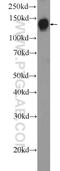 DENN Domain Containing 3 antibody, 24414-1-AP, Proteintech Group, Western Blot image 