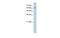 Solute Carrier Family 38 Member 1 antibody, MBS5300049, MyBioSource, Western Blot image 
