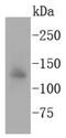 Apoptotic Peptidase Activating Factor 1 antibody, NBP2-67422, Novus Biologicals, Western Blot image 