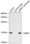 Signal Transducer And Activator Of Transcription 4 antibody, 22-613, ProSci, Immunohistochemistry paraffin image 