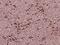 Sarcosine Dehydrogenase antibody, orb186244, Biorbyt, Immunohistochemistry paraffin image 
