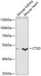 Cathepsin D antibody, 14-893, ProSci, Western Blot image 
