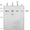 Serine/Threonine Kinase 3 antibody, AF4549, R&D Systems, Western Blot image 
