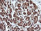 Parvin Alpha antibody, LS-C174628, Lifespan Biosciences, Immunohistochemistry frozen image 