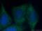 YTH Domain Containing 2 antibody, 27779-1-AP, Proteintech Group, Immunofluorescence image 