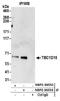 TBC1 Domain Family Member 15 antibody, NBP2-36553, Novus Biologicals, Immunoprecipitation image 