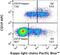 Immunoglobulin Kappa Constant antibody, NBP1-45067, Novus Biologicals, Flow Cytometry image 