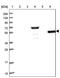 Rh Family C Glycoprotein antibody, PA5-60320, Invitrogen Antibodies, Western Blot image 