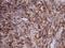 Diacylglycerol Kinase Zeta antibody, MA5-27232, Invitrogen Antibodies, Immunohistochemistry frozen image 