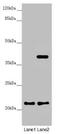 Dynactin Subunit 6 antibody, LS-C675627, Lifespan Biosciences, Western Blot image 