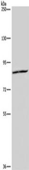 Kinesin-like protein KIF2A antibody, TA350116, Origene, Western Blot image 