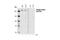 TSC Complex Subunit 2 antibody, 3616S, Cell Signaling Technology, Western Blot image 