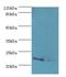 Anti-Silencing Function 1A Histone Chaperone antibody, LS-C380329, Lifespan Biosciences, Western Blot image 
