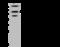 PDZ And LIM Domain 5 antibody, 204000-T40, Sino Biological, Western Blot image 