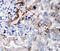 Laminin Subunit Gamma 2 antibody, LS-C312738, Lifespan Biosciences, Immunohistochemistry frozen image 