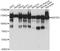 Matrin 3 antibody, A5905, ABclonal Technology, Western Blot image 