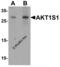 AKT1 Substrate 1 antibody, 7391, ProSci, Western Blot image 