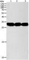 Nitrilase Family Member 2 antibody, PA5-49733, Invitrogen Antibodies, Western Blot image 