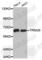 Tripartite Motif Containing 29 antibody, A4576, ABclonal Technology, Western Blot image 