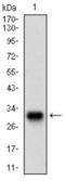 Twist Family BHLH Transcription Factor 1 antibody, abx016017, Abbexa, Western Blot image 
