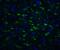 TOLIP antibody, 3741, ProSci Inc, Immunofluorescence image 