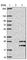 Transforming Growth Factor Alpha antibody, HPA042297, Atlas Antibodies, Western Blot image 