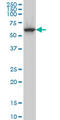 CDC Like Kinase 3 antibody, LS-C133124, Lifespan Biosciences, Western Blot image 