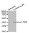 Jun Proto-Oncogene, AP-1 Transcription Factor Subunit antibody, MBS128277, MyBioSource, Western Blot image 