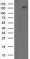 Histone Deacetylase 6 antibody, LS-C785476, Lifespan Biosciences, Western Blot image 