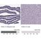 Forkhead Box J1 antibody, NBP1-87928, Novus Biologicals, Immunohistochemistry paraffin image 