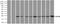Crystallin Alpha B antibody, NBP1-47708, Novus Biologicals, Immunoprecipitation image 