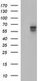 Interleukin 10 Receptor Subunit Alpha antibody, LS-B15512, Lifespan Biosciences, Western Blot image 