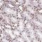 Transmembrane Protein 184C antibody, NBP2-30760, Novus Biologicals, Immunohistochemistry frozen image 