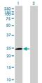 Tripartite Motif Containing 74 antibody, H00378108-B01P, Novus Biologicals, Western Blot image 