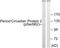 Period circadian protein homolog 2 antibody, LS-C199433, Lifespan Biosciences, Western Blot image 