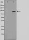 Signal Transducer And Activator Of Transcription 5A antibody, abx011559, Abbexa, Western Blot image 