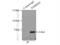 SAM And HD Domain Containing Deoxynucleoside Triphosphate Triphosphohydrolase 1 antibody, 12586-1-AP, Proteintech Group, Immunoprecipitation image 